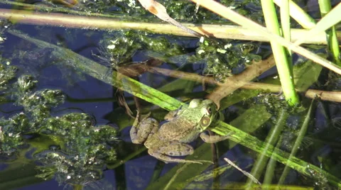 Frog sitting on leaves in a pond Stock Footage