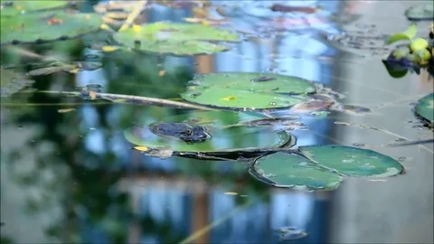 Frog sitting on a lily pad in a pond Stock Footage 77862554