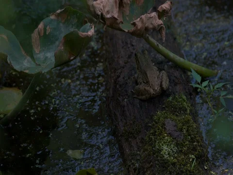 Frog Sitting on Log facing away from Camera Stock Footage 77042451