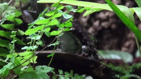 A frog is sitting on a log in a lush green forest Stock Footage 282241048