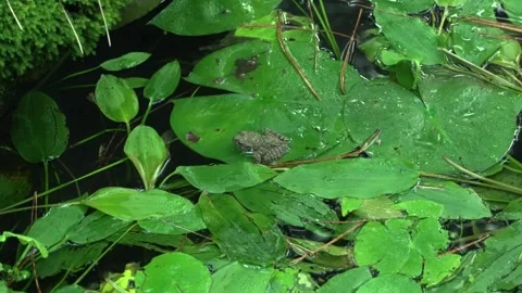 Frog sitting on a lotus leaf Vídeos de archivo 334775855