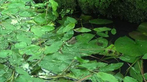 Frog sitting on a lotus leaf Stock Footage 334775865