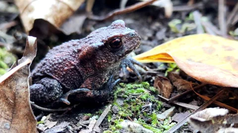 Frog Sitting Next to Leaf Stock Footage 266817525