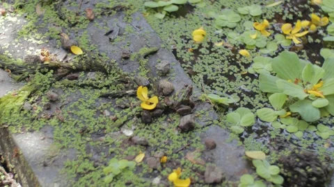 Frog Sitting Next To a Pond 4K Stock Footage 143661504