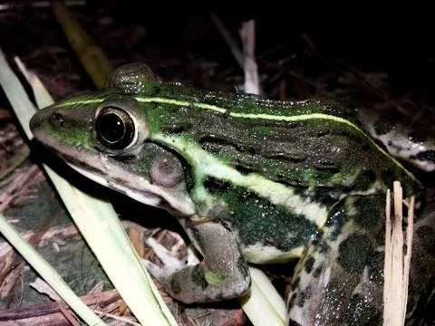 A frog sitting at night Stock Photos