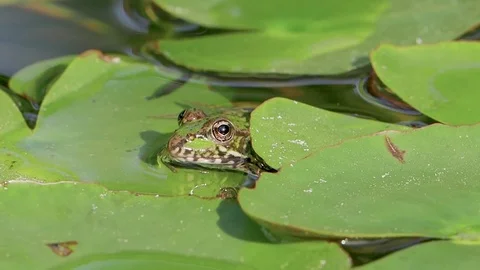 A frog sitting in the pond Stock Footage 81795600