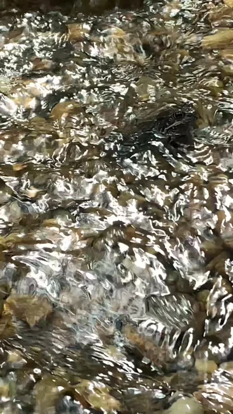 A frog sitting in a pond Video stock 273741099