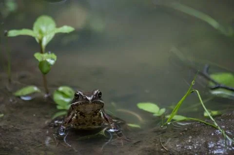 A frog sitting in a puddle. Stock Photos