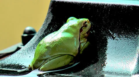 Frog sitting in the rain Stock Footage 36678616