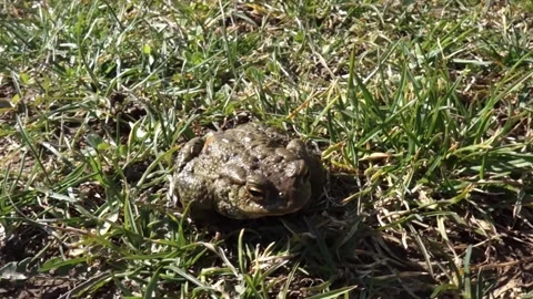 A frog is sitting resting and posing in front of the camera Stock Footage 181997338