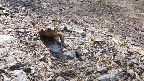 A frog is sitting resting and posing in front of the camera Stock Footage 182007762