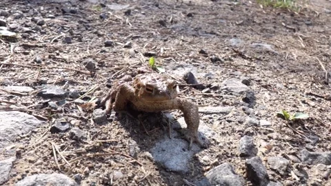 A frog is sitting resting and posing in front of the camera Stock Footage 182011780