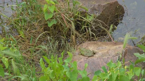 The frog is sitting by the river. River frog. Frog on the stone. Frog near the Stock Footage 207407977