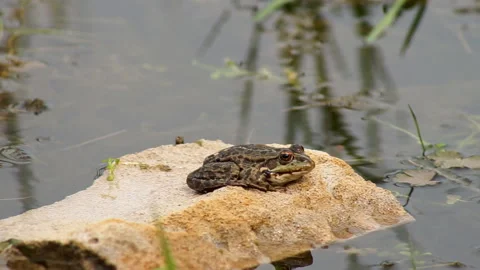Frog sitting on a river stone Stock Footage 155360327