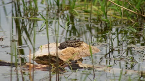 Frog sitting on a river stone Stock Footage 155360457