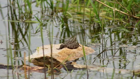 Frog sitting on a river stone Stock Footage 155360492