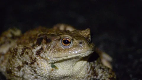 Frog sitting on the road in the middle of night Stock Footage 132250954