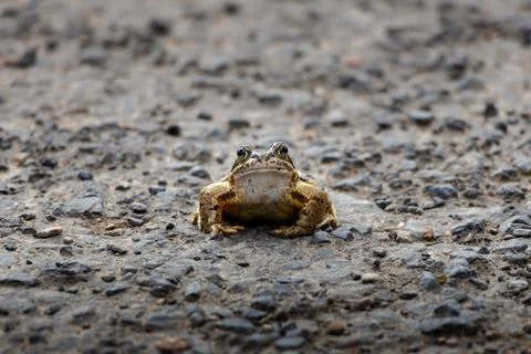A frog is sitting on a road Stock Photos