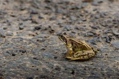 A frog is sitting on a road Stock Photos