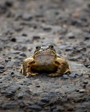 A frog is sitting on a road Stock Photos