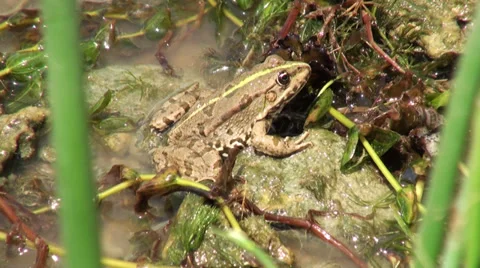 Frog sitting on a rock in the water 動画素材 36236237