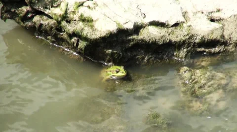 Frog sitting on a rock in the water 動画素材 36236239