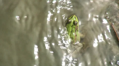Frog sitting on a rock in the water 動画素材 36236265