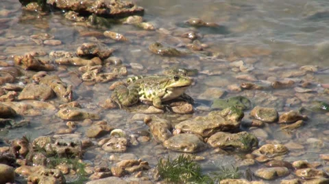 Frog sitting on a rock in the water 動画素材 36236298