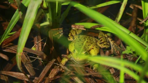 Frog Sitting In Rushes 1 Stock Footage 37825246