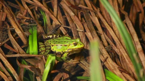 Frog Sitting In Rushes 2 Stockbeeldmateriaal 37825261