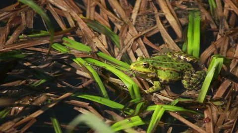 Frog Sitting In Rushes 3 Stock Footage 37825265