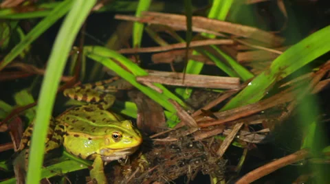 Frog Sitting In Rushes 4 Stock-Footage 37825256
