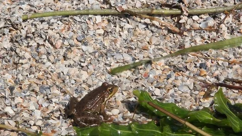 Frog is sitting on the sand. Small waves wet frog Stock Footage 82961728
