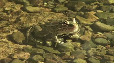 Frog Sitting In Shallow Water 2 스톡 동영상 19075799