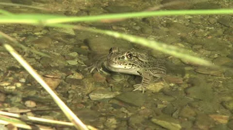 Frog Sitting In Shallow Water 動画素材 19075392
