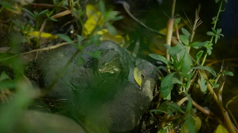 A frog sitting on a stone 스톡 동영상 221092684