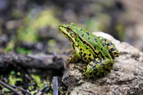 Frog sitting on a stone Stock Photos