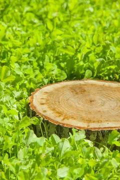 The frog is sitting on a stone Stock Photos