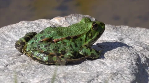 A frog sitting on a stone by the water Stock Footage 145221120
