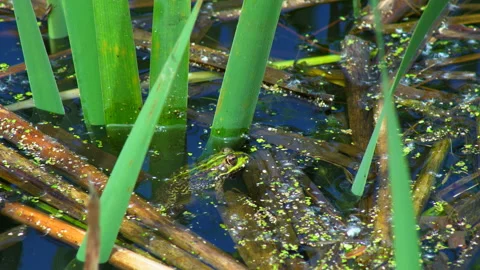 Frog sitting in a swamp Stock Footage 131566903
