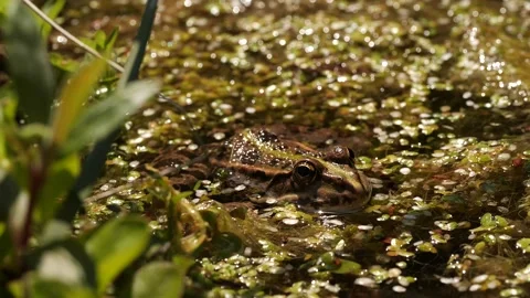 Frog sitting in swamp Stock Footage 136305208