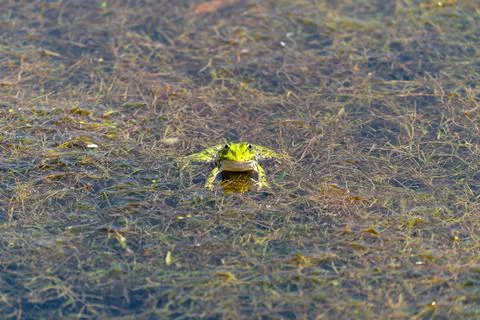 A frog sitting in a swamp Stock Photos