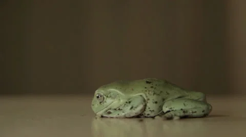 Frog sitting on table 動画素材 33806176