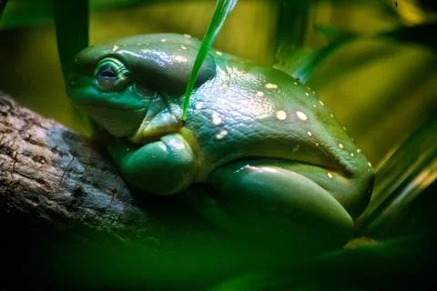 A frog sitting on a tree branch Stock Photos