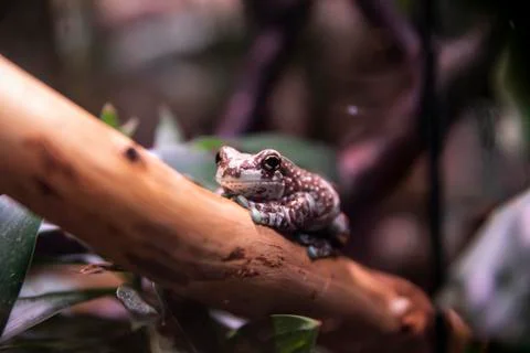 A frog is sitting on a tree branch. Stock Photos