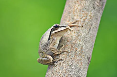 A frog sitting on a tree is looking somewhere Stock Photos