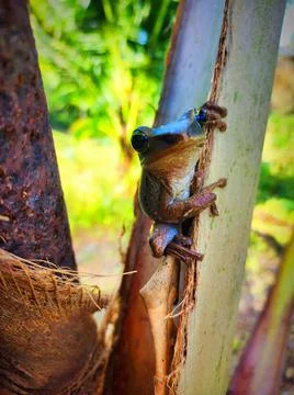 Frog sitting on a tree trunk in a green outdoor setting during daytime Stock Photos