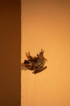 The frog is sitting on the wall. Sucker frog Stock-Fotos