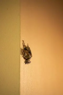 The frog is sitting on the wall. Sucker frog Stock-Fotos