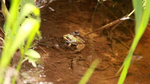 Frog sitting in the water Stock Footage 51298716